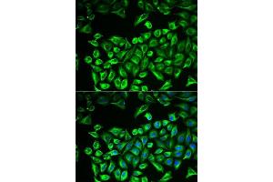 Immunofluorescence analysis of A549 cells using HAS3 antibody. (HAS3 抗体  (AA 67-281))