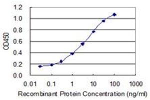 Detection limit for recombinant GST tagged ZNF7 is 0. (ZNF7 抗体  (AA 67-165))