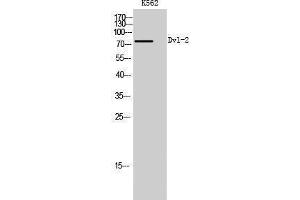 Western Blotting (WB) image for anti-Dishevelled, Dsh Homolog 2 (Drosophila) (DVL2) (C-Term) antibody (ABIN3174833) (DVL2 抗体  (C-Term))