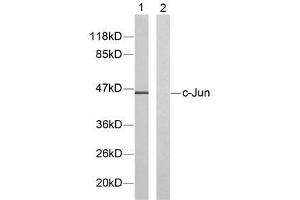 Western blot analysis of extracts from HeLa cells using c-Jun (Ab-91) antibody (E021021). (C-JUN 抗体)