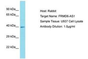 Image no. 1 for anti-FERM Domain Containing 6 (FRMD6) (AA 276-325) antibody (ABIN6750759)