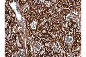 IHC-P Image HSP47 antibody [N2C2], Internal detects HSP47 protein at cytosol on mouse kidney by immunohistochemical analysis. (SERPINH1 抗体  (Internal Region))