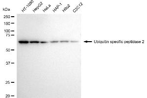 anti-Ubiquitin Specific Peptidase 2 (USP2) antibody