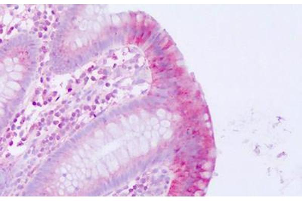 Motilin Receptor 抗体  (Internal Region)