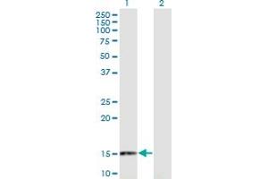 Western Blot analysis of RANGRF expression in transfected 293T cell line by RANGRF monoclonal antibody (M02), clone 1H4. (RANGRF 抗体  (AA 1-146))