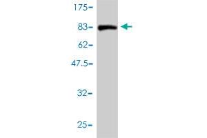 Western Blot detection against Immunogen (84. (PTBP2 抗体  (AA 1-532))