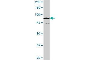 FLJ20272 MaxPab polyclonal antibody. (TTC27 抗体  (AA 1-843))