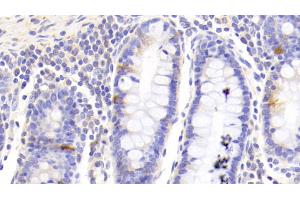 Detection of GHRL in Human Colon Tissue using Polyclonal Antibody to Ghrelin (GHRL) (Ghrelin 抗体  (AA 25-117))