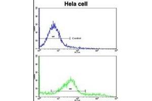Flow cytometric analysis of hela cells using CLNS1A Antibody (C-term)(bottom histogram) compared to a negative control (top histogram). (CLNS1A 抗体  (C-Term))