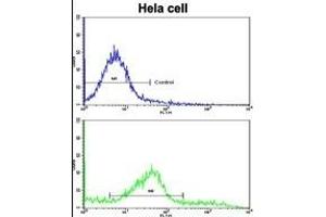 Flow Cytometry (FACS) image for anti-Chloride Channel, Nucleotide-Sensitive, 1A (CLNS1A) (AA 189-216), (C-Term) antibody (ABIN390419)