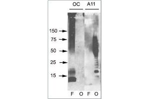 Western blot analysis of Aβ42 fibrils and prefibrillar oligomers. (Amyloid Fibrils 抗体)