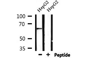 Western blot analysis of extracts from HepG2, using AIFM1 Antibody. (AIF 抗体  (C-Term))