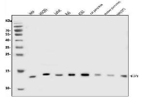 Western blot analysis of EIF1 using anti-EIF1 antibody (ABIN7600461).