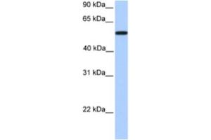 Western Blotting (WB) image for anti-UDP Glucuronosyltransferase 2 Family, Polypeptide A3 (UGT2A3) antibody (ABIN2463296) (UGT2A3 抗体)