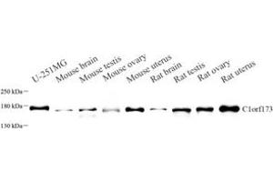 Western blot analysis of C1orf173 (ABIN7074073) at dilution of 1: 1000 (Glutamate-Rich Protein 3 (ERICH3) 抗体)