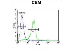 Flow cytometric analysis of CEM cells (right histogram) compared to a negative control cell (left histogram). (C11ORF74 抗体  (C-Term))