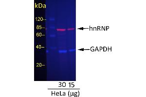 Western Blotting (WB) image for Rabbit anti-Goat IgG (Heavy & Light Chain) antibody (DyLight 488) (ABIN7446996)