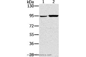 Western blot analysis of 231 and PC3 cell, using PYGL Polyclonal Antibody at dilution of 1:400