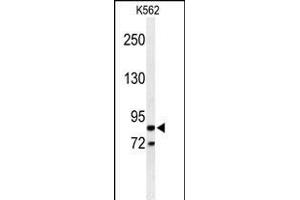 Western blot analysis of AVIL Antibody (N-term) (ABIN650952 and ABIN2840008) in K562 cell line lysates (35 μg/lane). (Advillin 抗体  (N-Term))