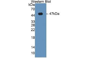 Western blot analysis of the recombinant protein. (HFE2 抗体  (AA 36-200))
