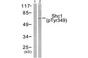 Western blot analysis of extracts from 293 cells treated with EGF 200ng/ml 30', using Shc (Phospho-Tyr349) Antibody. (SHC1 抗体  (pTyr349))
