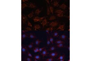 Immunofluorescence (IF) image for anti-Solute Carrier Family 25 (Mitochondrial Carrier, Phosphate Carrier), Member 24 (SLC25A24) (AA 1-200) antibody (ABIN6147921)