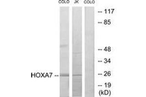 Western blot analysis of extracts from COLO205/Jurkat cells, using HOXA7 Antibody. (HOXA7 抗体  (AA 91-140))