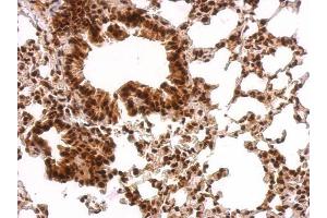 IHC-P Image GRB2 antibody detects GRB2 protein at nucleus on mouse lung by immunohistochemical analysis.