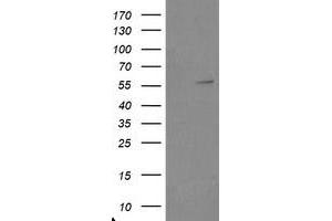 Image no. 1 for anti-TRAF Interacting Protein (TRAIP) (AA 67-313) antibody (ABIN1491634) (TRAIP 抗体  (AA 67-313))