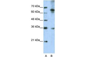 Western Blotting (WB) image for anti-Wingless-Type MMTV Integration Site Family, Member 9B (WNT9B) antibody (ABIN2462373) (WNT9B 抗体)