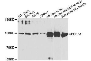 Western blot analysis of extracts of various cell lines, using PDE5A antibody. (PDE5A 抗体  (AA 1-150))