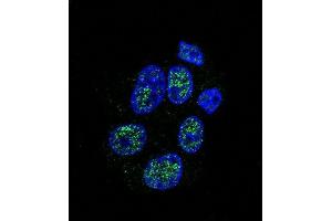 Confocal immunofluorescent analysis of eNos Antibody  (ABIN655773 and ABIN2845211) with HepG2 cell followed by Alexa Fluor 488-conjugated goat anti-rabbit lgG (green). (ENOS 抗体  (AA 1156-1183))