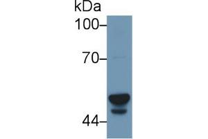 Western blot analysis of Human Liver lysate, using Human CYP3A7 Antibody (1 µg/ml) and HRP-conjugated Goat Anti-Rabbit antibody ( (CYP3A7 抗体  (AA 344-497))