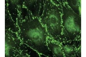 Immunofluorescence (IF) image for anti-Gap Junction Protein, alpha 1, 43kDa (GJA1) (C-Term) antibody (ABIN1440033) (Connexin 43/GJA1 抗体  (C-Term))