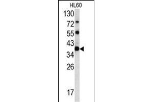 Western blot analysis of CLNS1A antibody (C-term) (ABIN390419 and ABIN2840807) in HL60 cell line lysates (35 μg/lane). (CLNS1A 抗体  (C-Term))