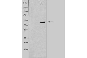 Western blot analysis of extracts from K562 cells, using EPN3 antibody. (EPN3 抗体  (Internal Region))