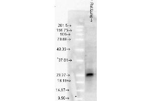 SMC 114 Rat LungTissue 10ug Hsp25 WB 1 in 1000. (HSP27 抗体)