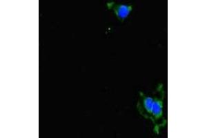 Immunofluorescent analysis of Hela cells using ABIN7143664 at dilution of 1:100 and Alexa Fluor 488-congugated AffiniPure Goat Anti-Rabbit IgG(H+L) (ALDH16A1 抗体  (AA 1-220))