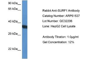 Western Blotting (WB) image for anti-Surfeit 1 (SURF1) (N-Term) antibody (ABIN2788832) (SURF1 抗体  (N-Term))