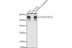 Immunoprecipitation analysis of 200 μg extracts of MCF-7 cells, using 3 μg Phospho-POLR2A CTD-S2 antibody (ABIN6135286, ABIN6136194, ABIN6136195 and ABIN6225651). (POLR2A/RPB1 抗体  (pSer2))