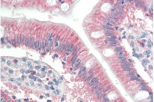 ABIN184919 (10µg/ml) staining of paraffin embedded Human Small Intestine. (RNF39 抗体  (C-Term))