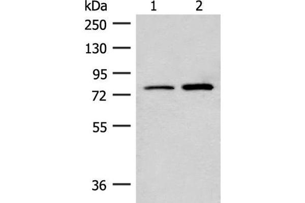 Thimet Oligopeptidase 1 抗体