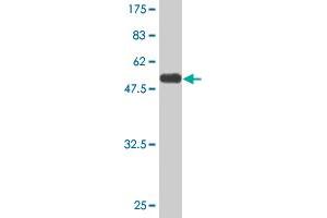 Western Blot detection against Immunogen (58. (PEX19 抗体  (AA 1-299))