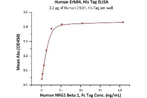 ELISA image for V-Erb-A erythroblastic Leukemia Viral Oncogene Homolog 4 (Avian) (ERBB4) (AA 26-651) protein (His tag) (ABIN2181044)