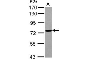 Western Blotting (WB) image for anti-Polymerase (RNA) III (DNA Directed) Polypeptide E (80kD) (POLR3E) (AA 89-323) antibody (ABIN1500341) (POLR3E 抗体  (AA 89-323))