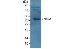 Western Blot; Sample: Human Serum. (APOA1 抗体  (AA 122-267))