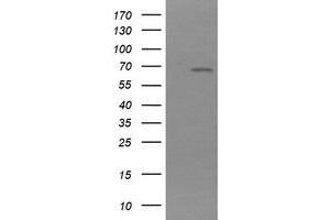 Image no. 2 for anti-NADPH Dependent Diflavin Oxidoreductase 1 (NDOR1) antibody (ABIN1499655) (NDOR1 抗体)