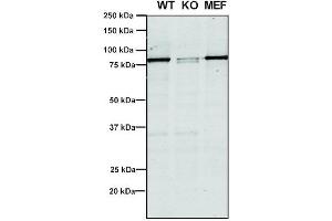 Western Blot analysis of Human, Mouse A549, MEF showing detection of VPS35 protein using Mouse Anti-VPS35 Monoclonal Antibody, Clone 5A9 (ABIN6932951). (VPS35 抗体  (HRP))