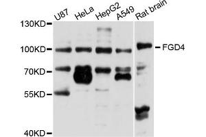 Western blot analysis of extracts of various cells, using FGD4 antibody. (FGD4 抗体)
