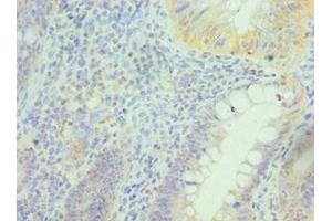 Immunohistochemistry (IHC) image for anti-Peroxiredoxin 5 (PRDX5) (AA 53-214) antibody (ABIN7162944)